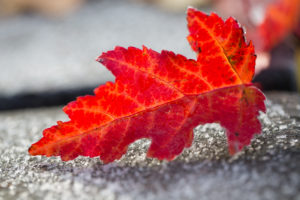 Frosty Red Leaf
Frosty Red Leaf